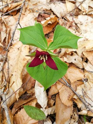 Trillium on Robert Frost Mt.