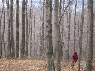 Hunting in the Ripton woods